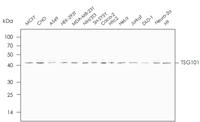  適用于多種細(xì)胞上清外泌體提取