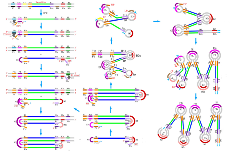 LAMP擴(kuò)增步驟 LAMP擴(kuò)增步驟
