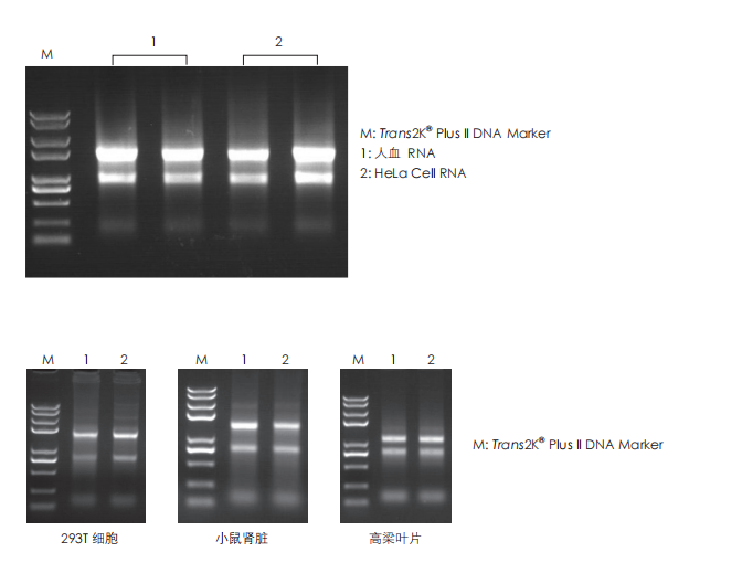 數(shù)據(jù)展示