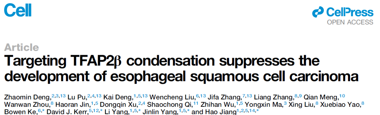 Targeting TFAP2β&nbsp;condensation suppresses the development of esophageal squamous cell carcinoma